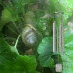 Small Earthsong windchime